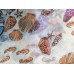 Beige Shells Sea Life Peridot Border Oblong Scarf